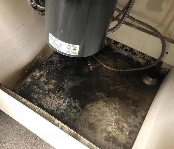 Mold growing underneath a sink cabinet