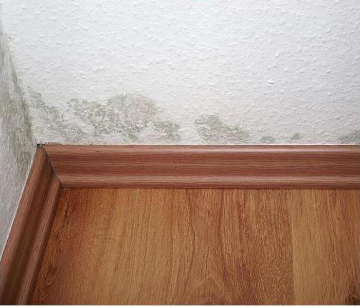 Corner of an office with mold beginning to Grow